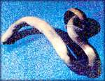 Psilocybin mushroom